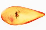 Detailed Fossil Long-Legged Fly (Dolichopodidae) in Baltic Amber #381591-1